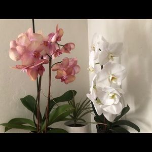 Meet your Posher, Maria luisa